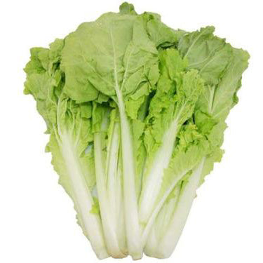 Chinese Cabbage Seedling