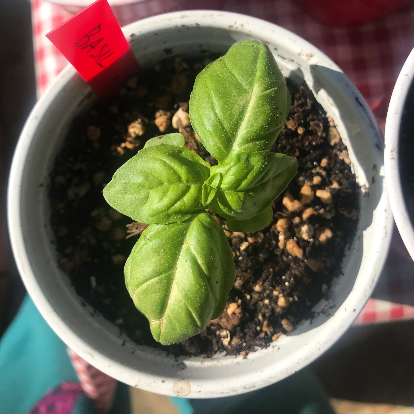 Basil Seedling
