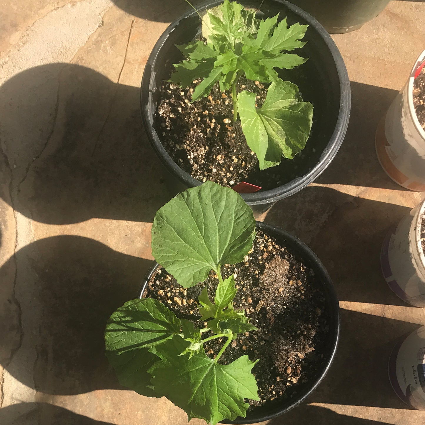 Bitter Gourd Seedling (苦瓜)