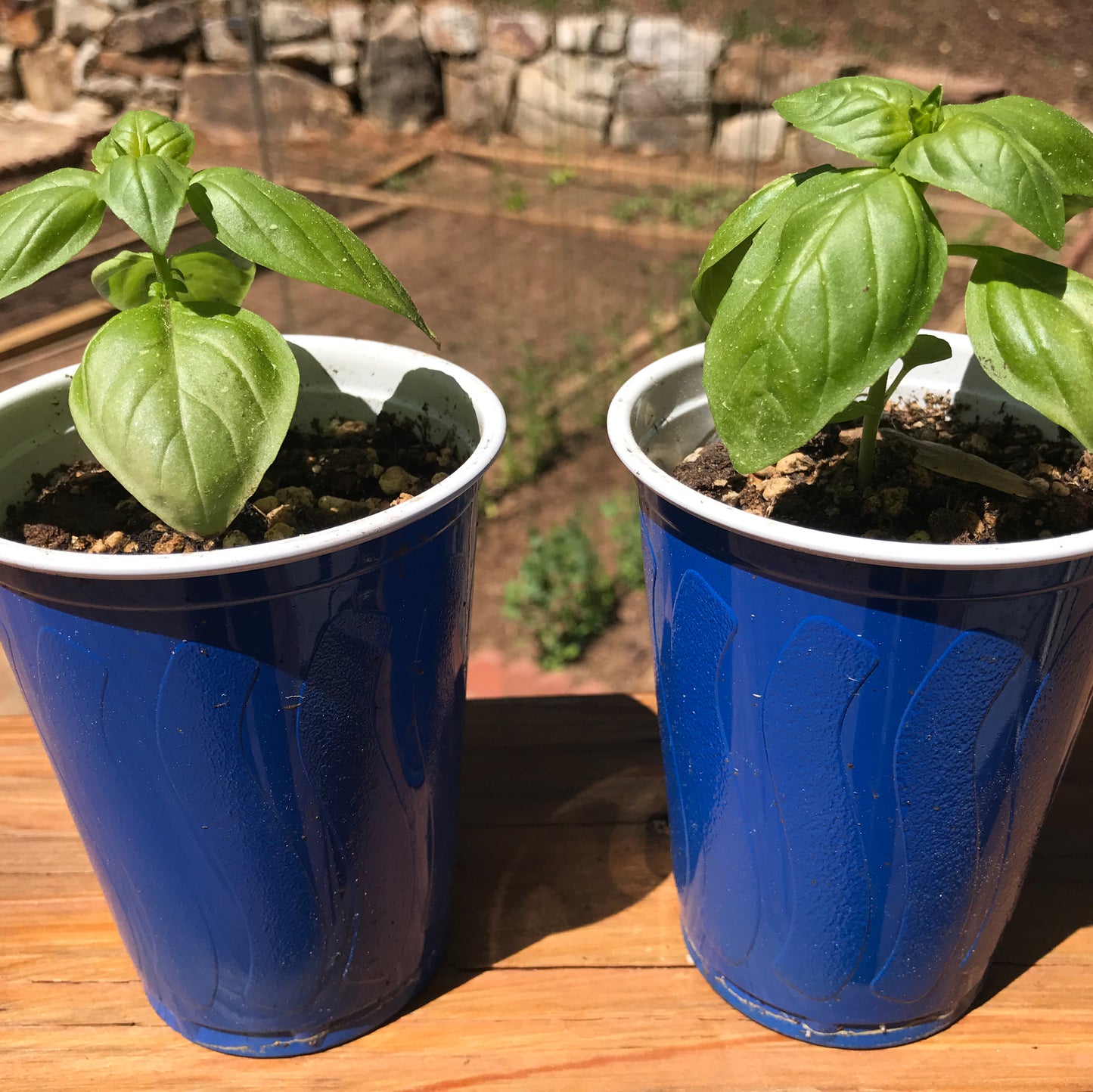 Basil Seedling