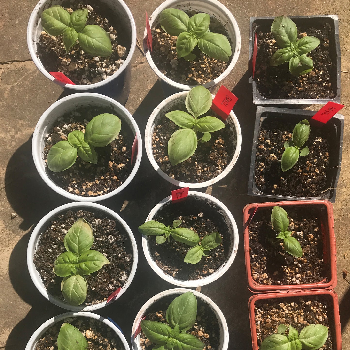 Basil Seedling