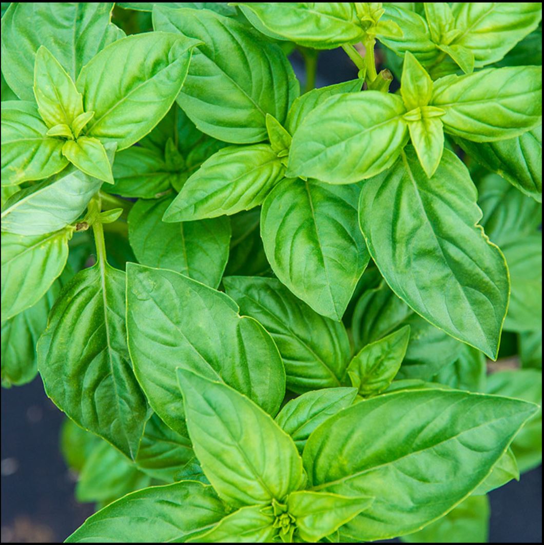 Basil Seedling
