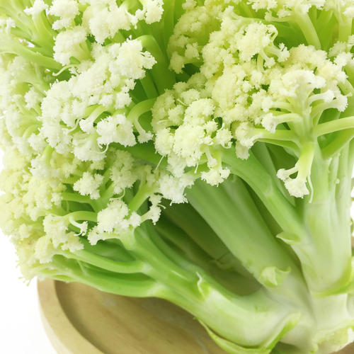 Cauliflower Seedling