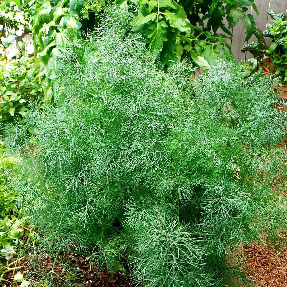 Dill Seedling