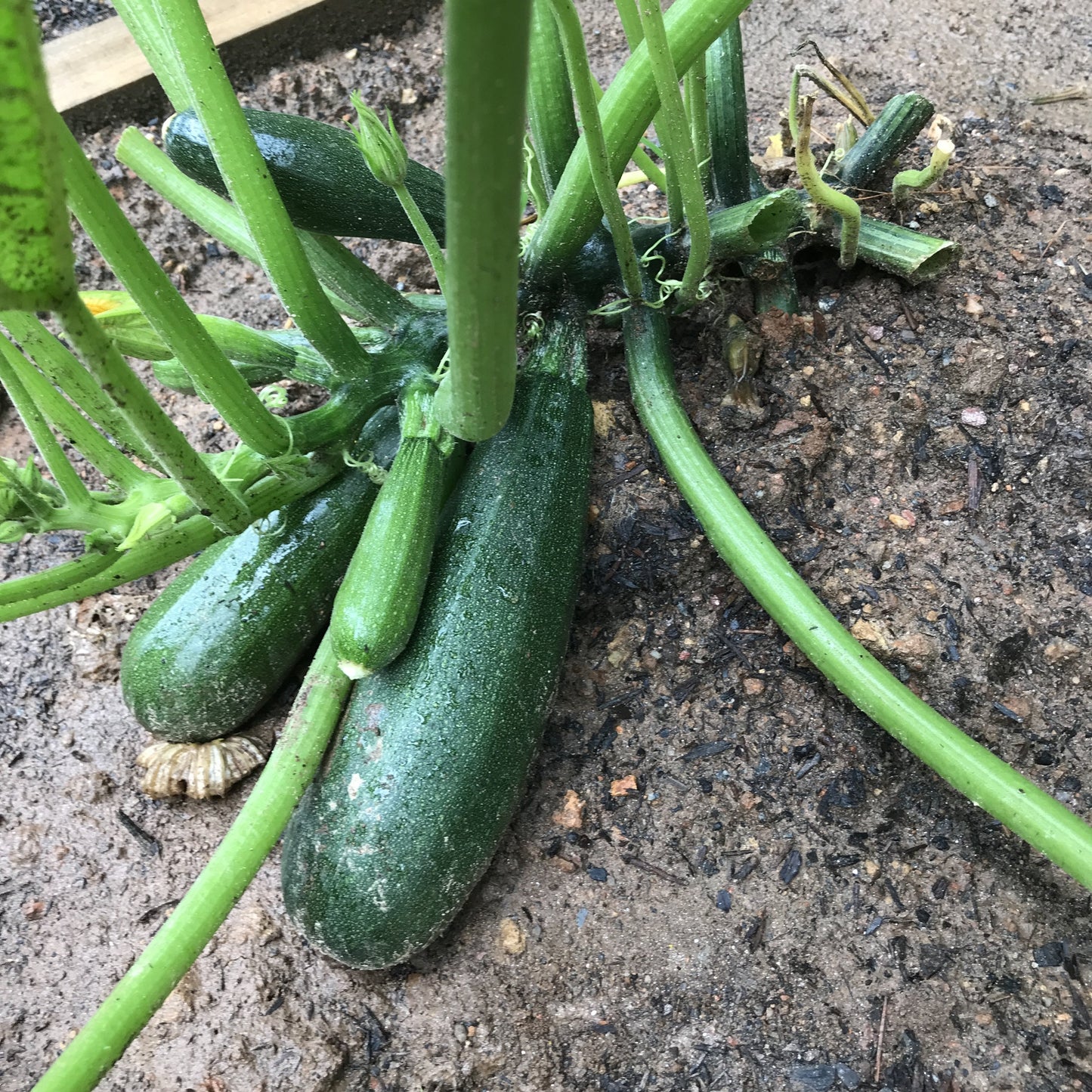 Zucchini