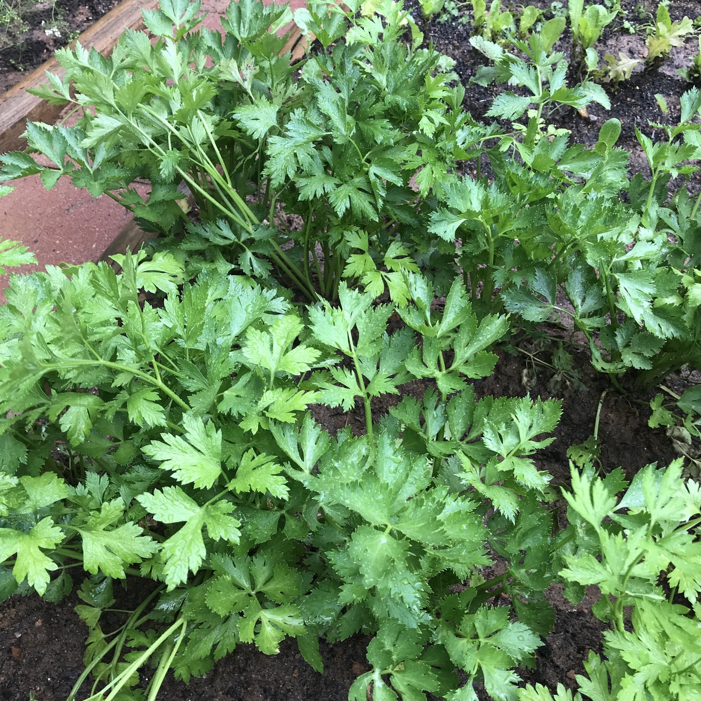 Chinese Celery (中芹)