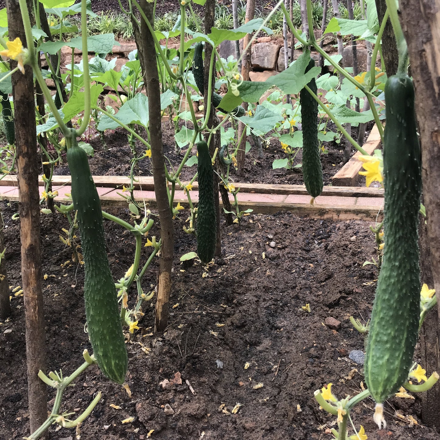 Cucumbers