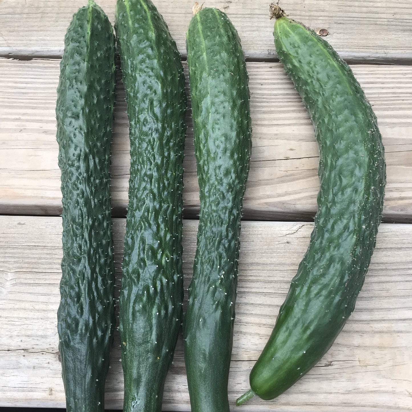 Cucumbers