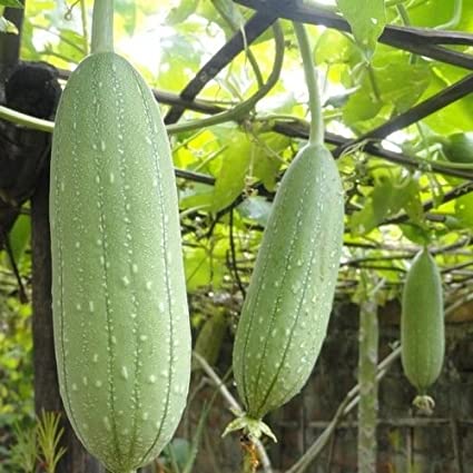 Luffa Seedling