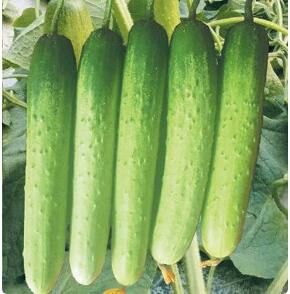 Cucumber Seedling