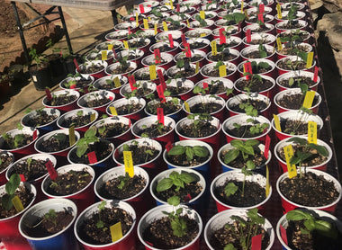 Fresh Vegetables + Seedlings 2021