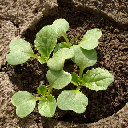 Chinese Cabbage Seedling