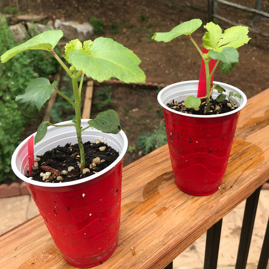 Okra Seedling