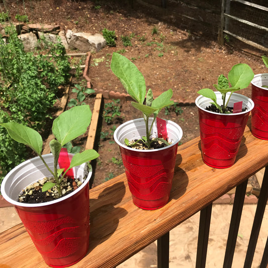 Eggplant Seedling