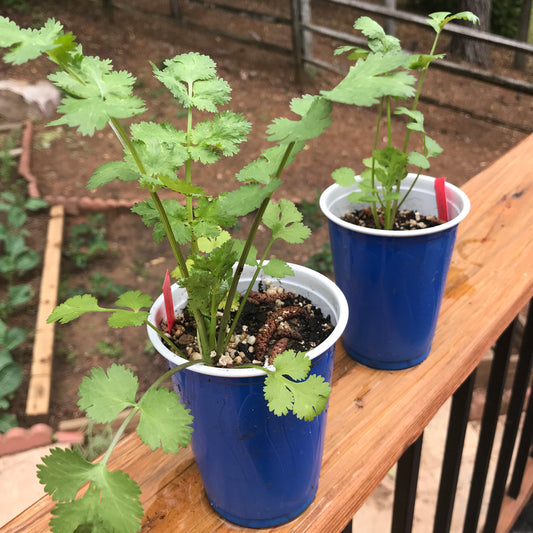 Cilantro Seedling