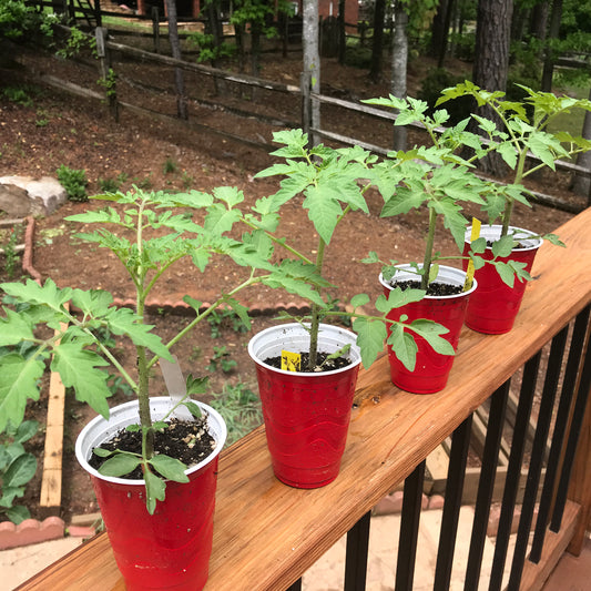 Tomato Seedling