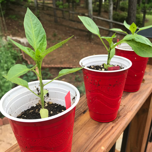 Pepper Seedling