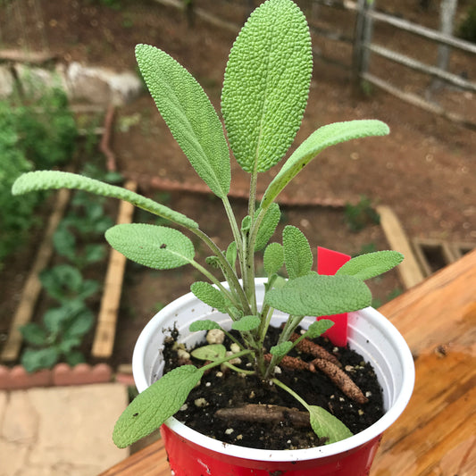 Sage Seedling