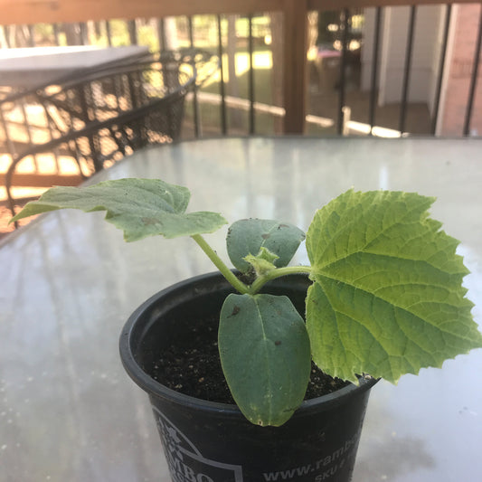 Cucumber Seedling