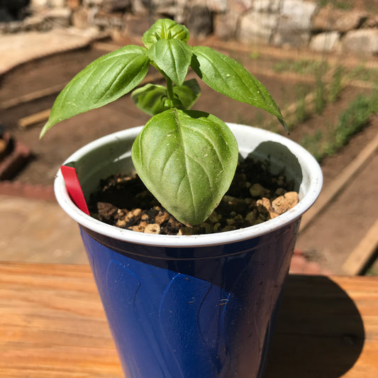 Basil Seedling