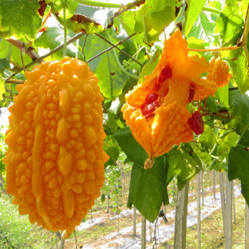 Bitter Gourd Seedling (苦瓜)