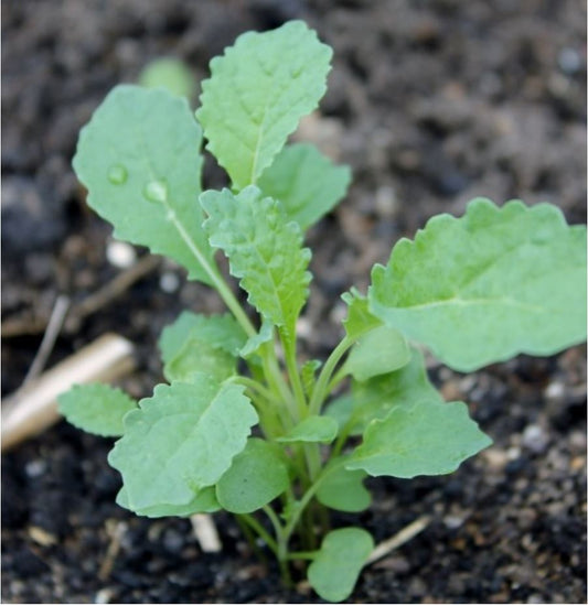 Kale Seedling