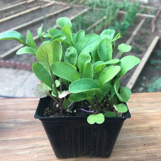 Arugula Seedling