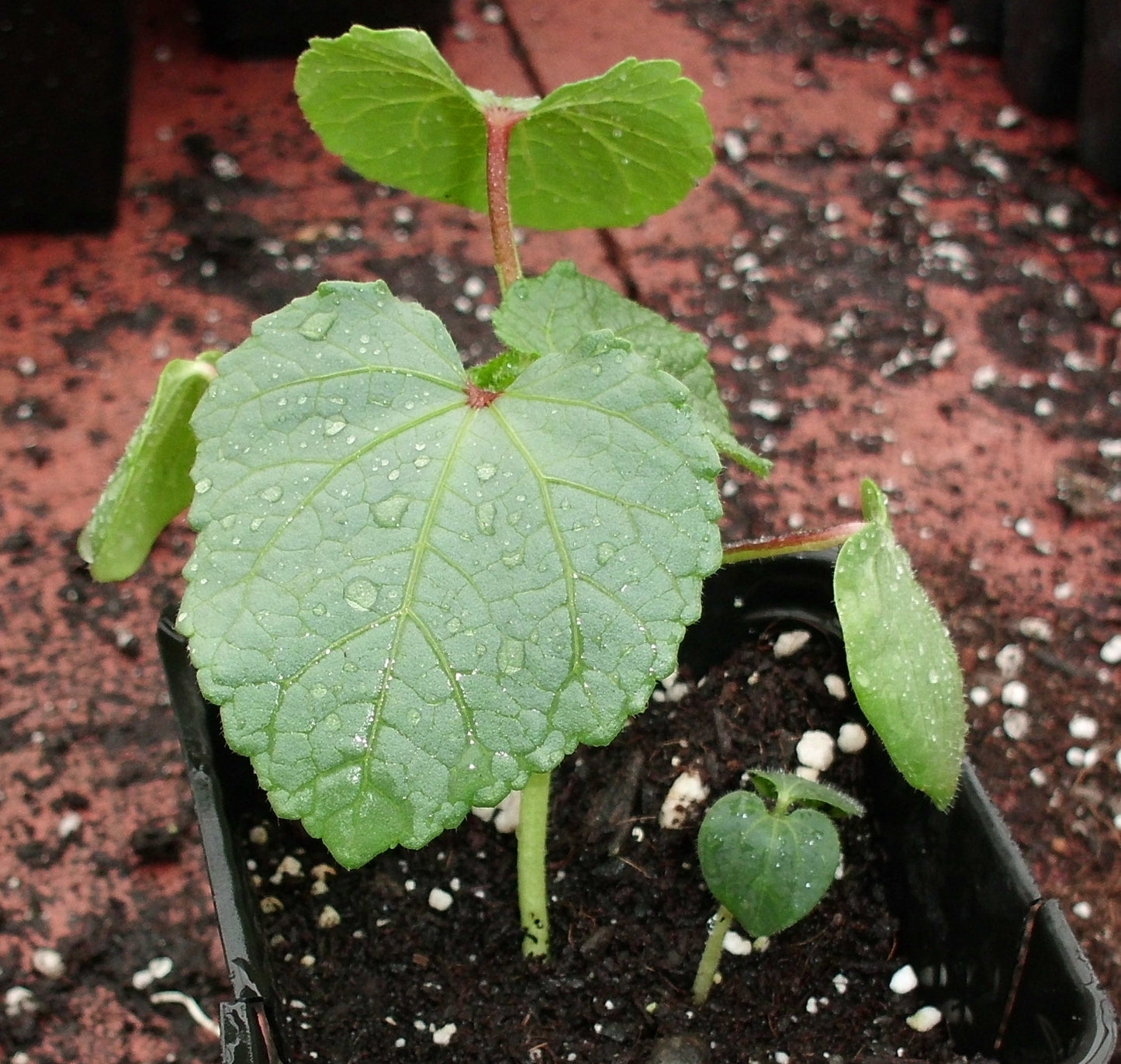 Okra Seedling
