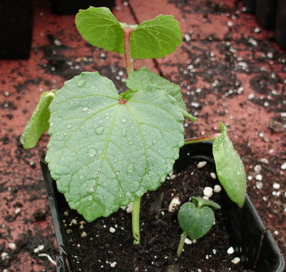 Okra Seedling