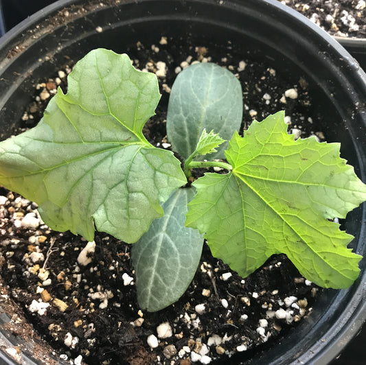 Luffa Seedling