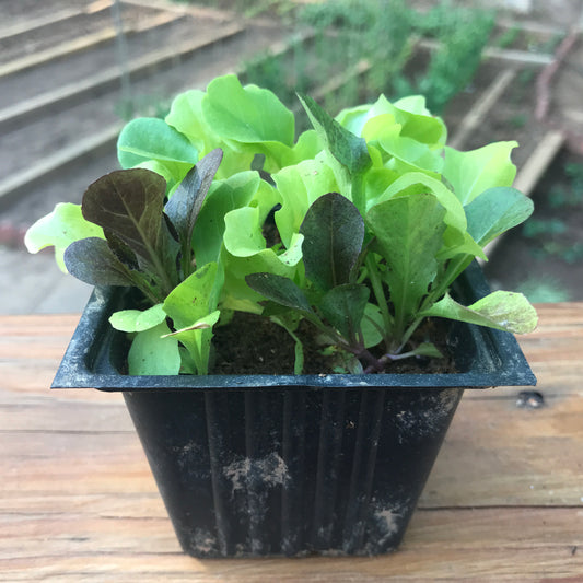 Lettuce Seedling