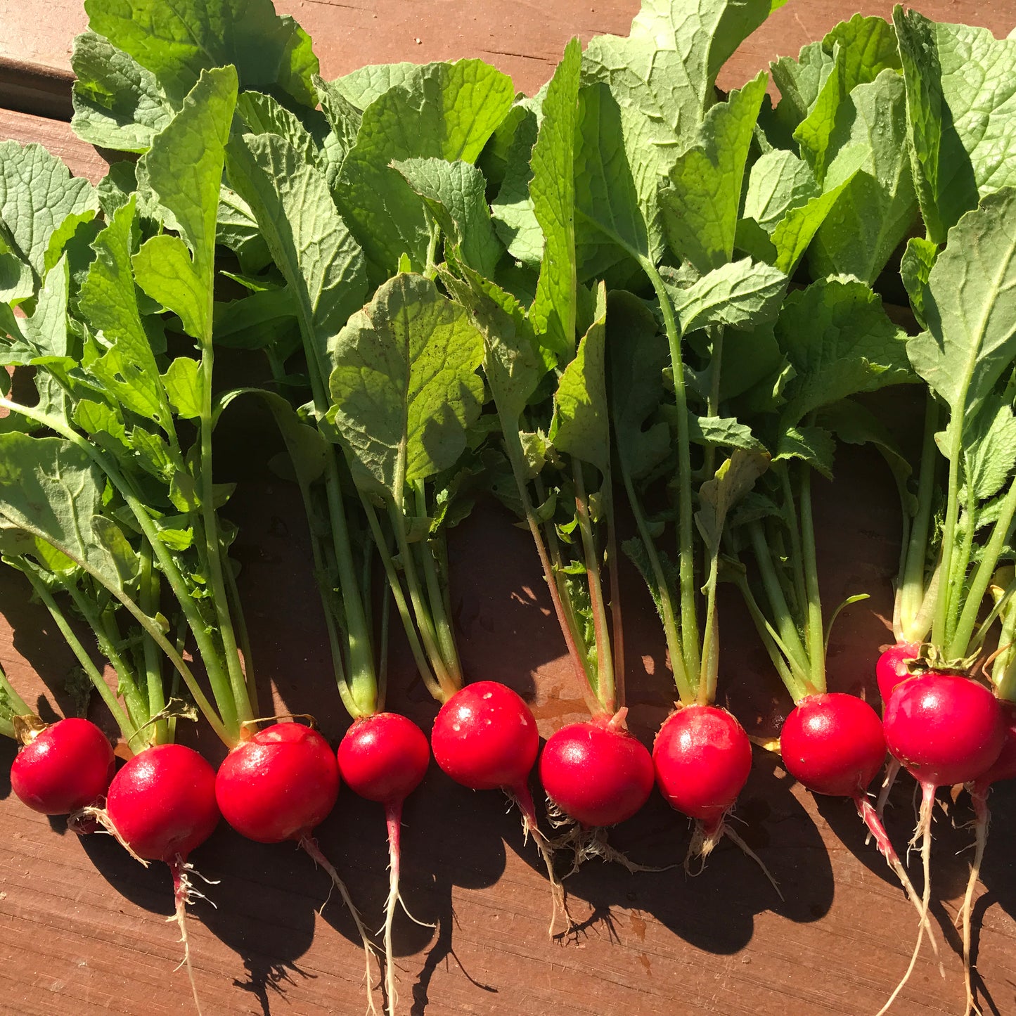 Radish