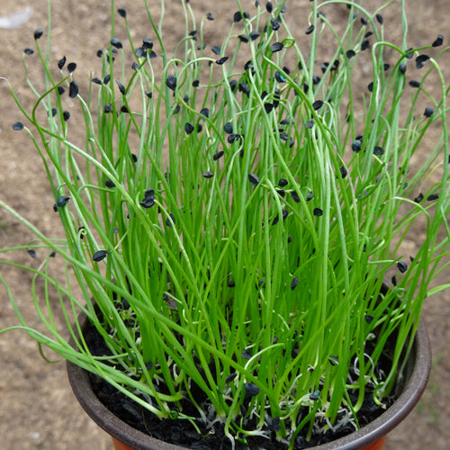 Green Onion Seedling