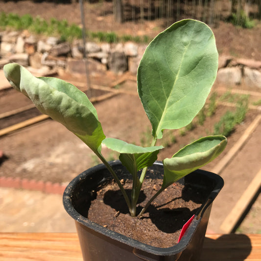 Cauliflower Seedling