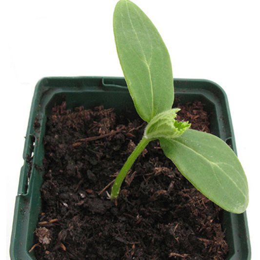 Winter Melon Seedling