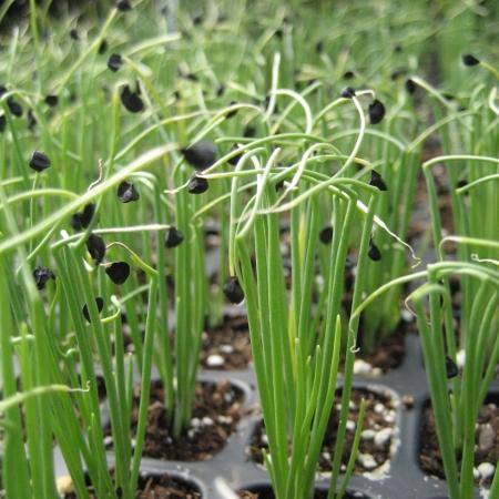 Leek Seedling