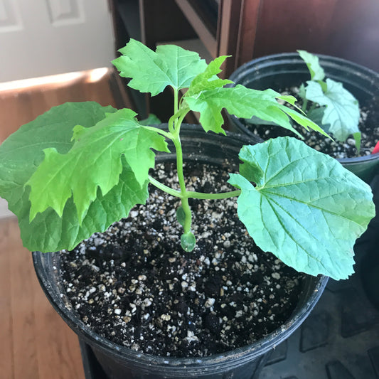 Bitter Gourd Seedling (苦瓜)