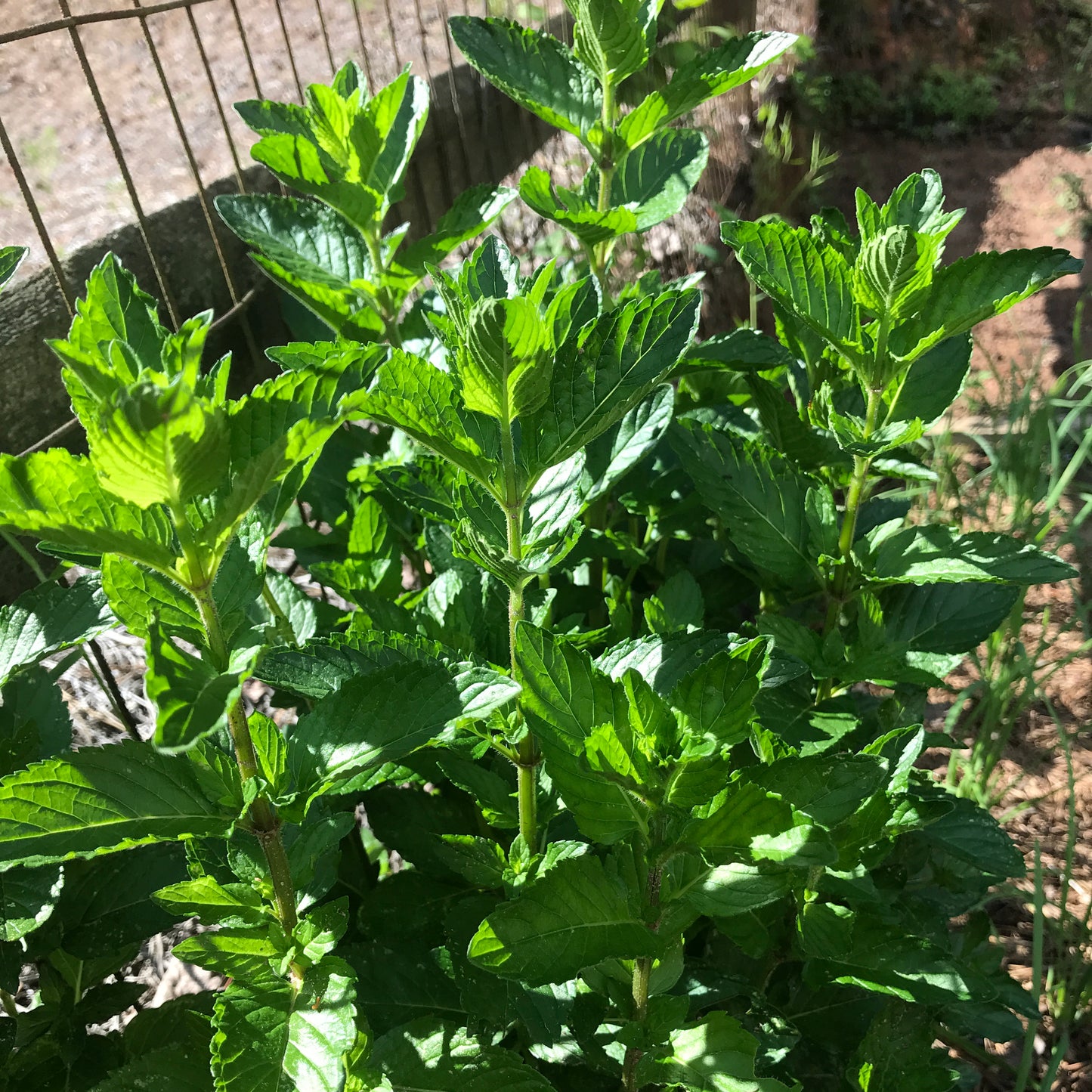 Peppermint