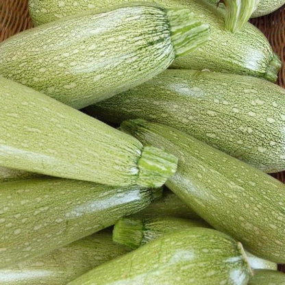 Zucchini