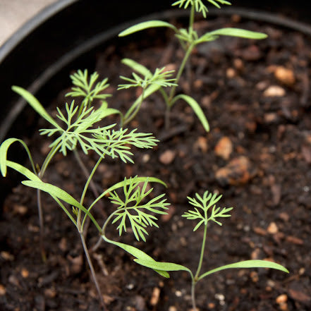 Dill Seedling