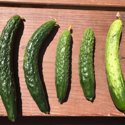 Cucumbers