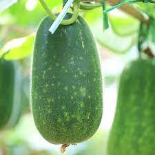 Winter Melon Seedling