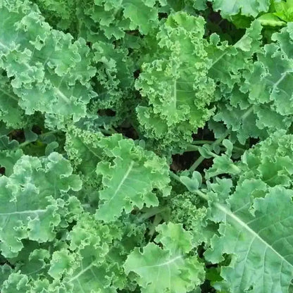 Kale Seedling