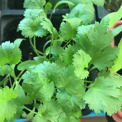 Cilantro Seedling