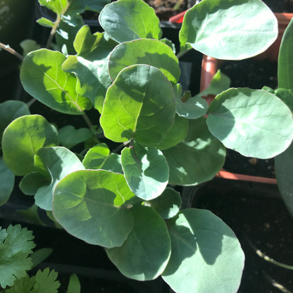 Cauliflower Seedling
