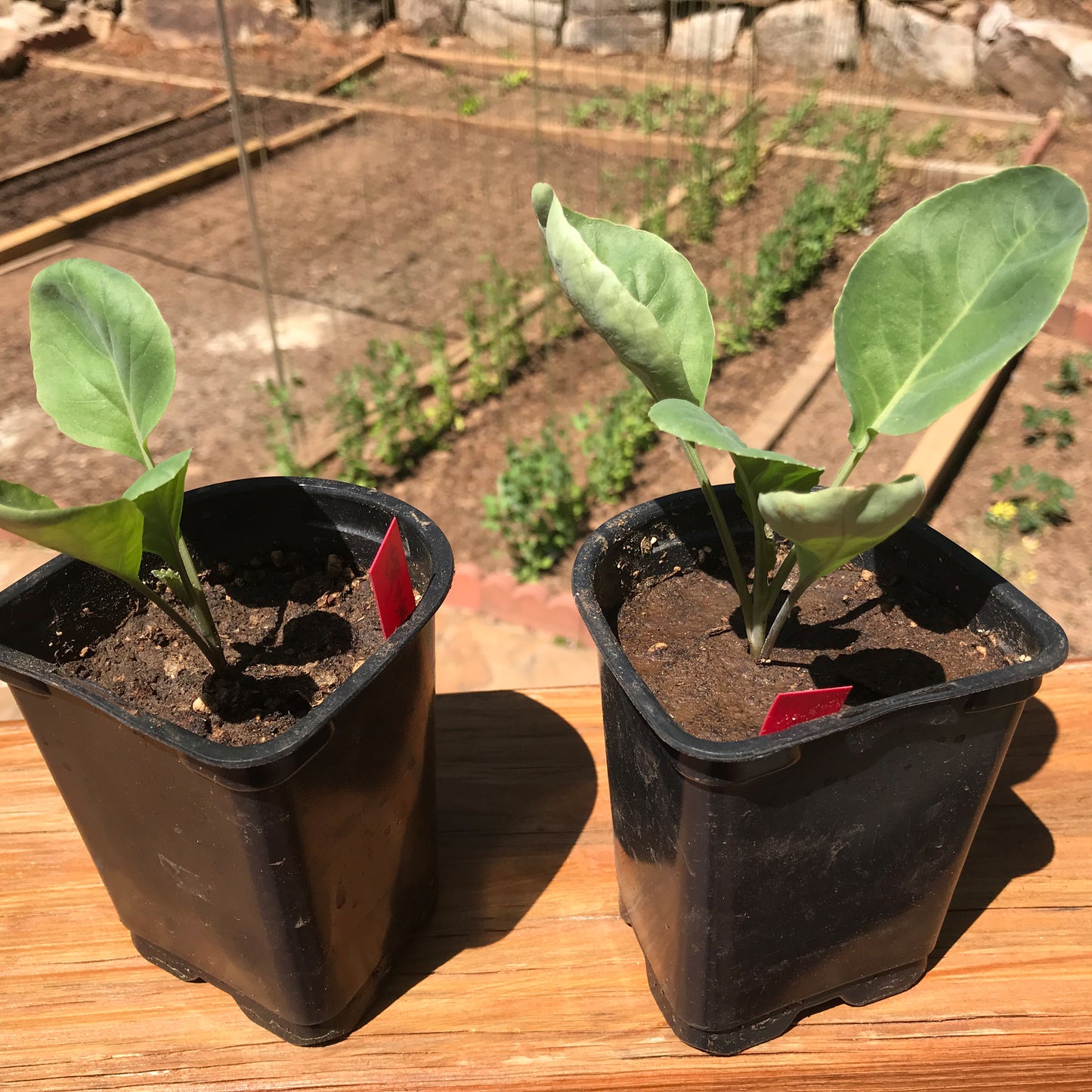 Cauliflower Seedling