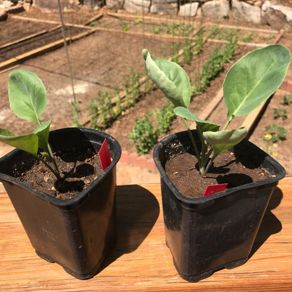 Cauliflower Seedling