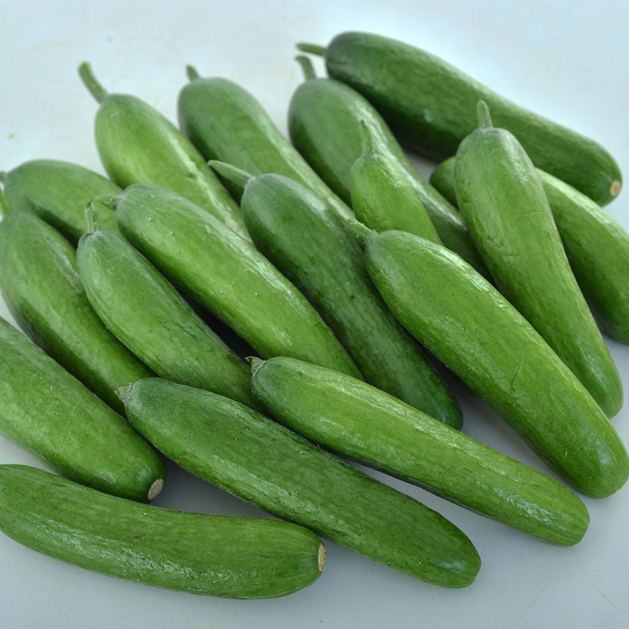 Cucumber Seedling