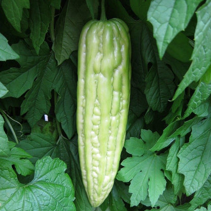 Bitter Gourd Seedling (苦瓜)