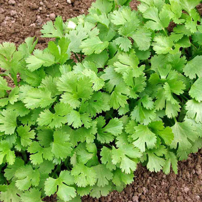 Cilantro Seedling